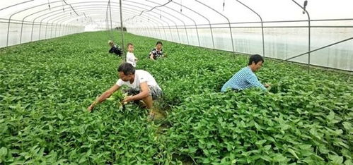 墊江發展蔬菜產業，“菜籃子”敲開致富門