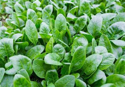 提升東莞常平蔬菜配送公司的競爭力 新鮮蔬菜批發策略