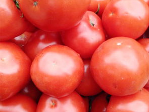 羅湖新鮮蔬菜批發攻略 東莞蔬菜順旺配送，實惠與便利兼具