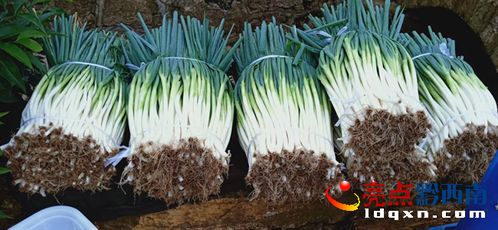 烏沙鎮(zhèn)牛膀子村 無公害蔬菜喜獲豐收，新鮮零售惠及民生