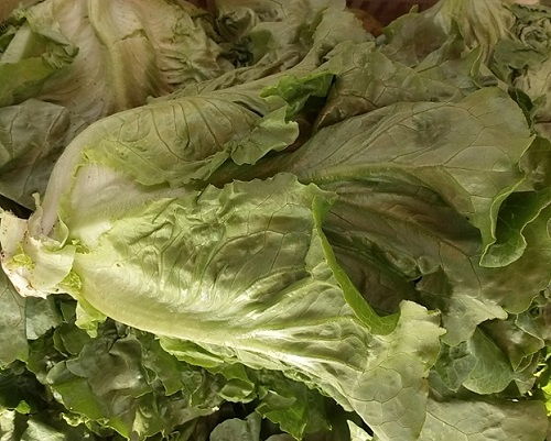 蔬菜批發優選商家 新鮮供應 長期有效