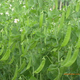 采購高性價蔬菜？選擇農產品電商城