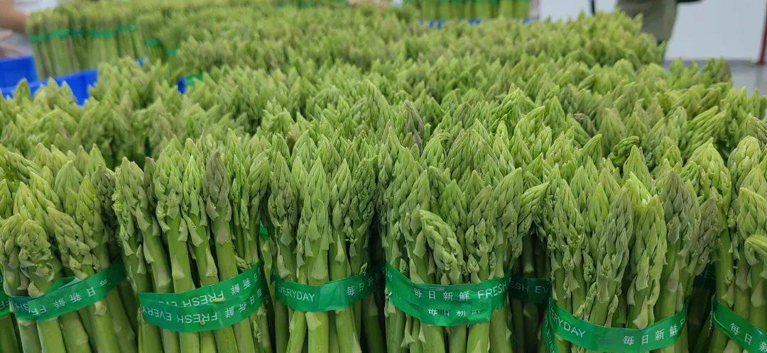 福建漳州云霄蘆筍 高品質新鮮蔬菜，批發價格實惠