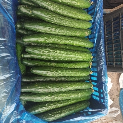 黃瓜市場動態 供應、價格與批發趨勢全面解析