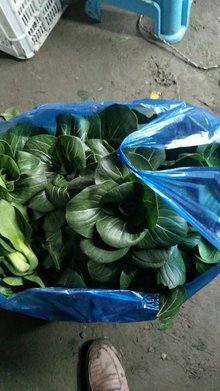 矮腳蘇州青 江南風味的健康之選，新鮮蔬菜批發市場新寵