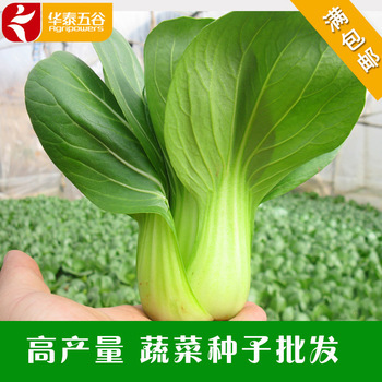 高產青梗菜種子批發 選丹萍蔬菜，獲株型優、芽率高、產量豐