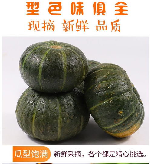 黃金小南瓜 從田間到餐桌的營養美味之旅