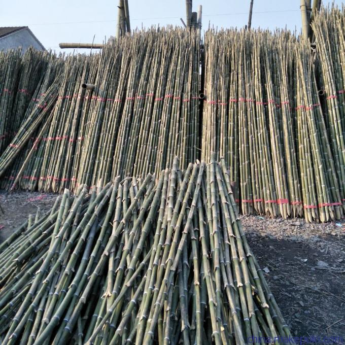 批發優質支撐用竹梢、竹竿、毛竹、蔬菜架竹及大棚竹類——新鮮蔬菜高效種植的堅實后盾